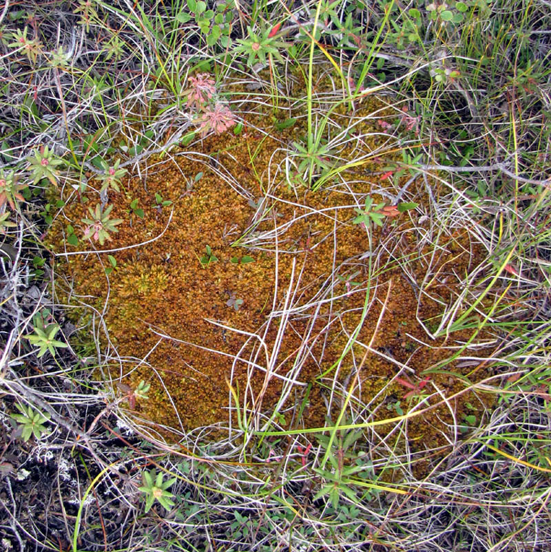 Sphagnum steerei